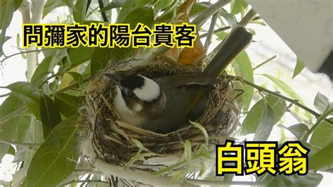 神獸名字 鳥在陽台築巢怎麼辦